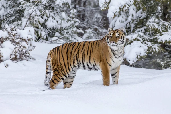 Μια Βεγγάλης τίγρη στο χιόνι — Φωτογραφία Αρχείου