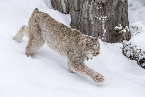 Bobcat In de sneeuw — Stockfoto