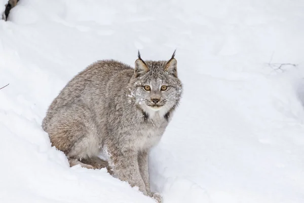 Bobcat en la nieve — Foto de Stock