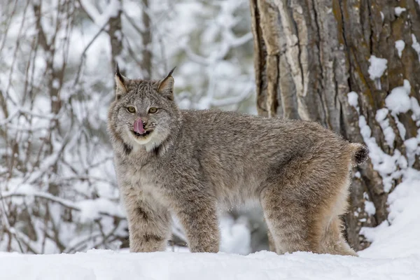 BOBCAT в снегу — стоковое фото