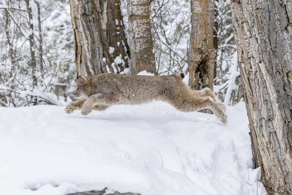 Bobcat karda — Stok fotoğraf