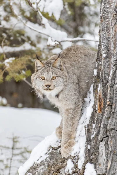 Bobcat на снігу — стокове фото