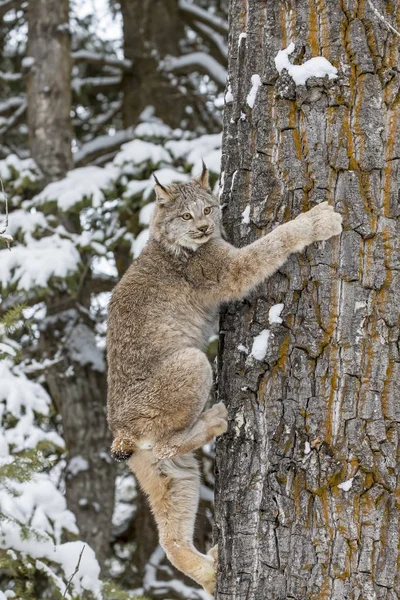 Bobcat karda — Stok fotoğraf