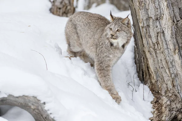 Bobcat στο χιόνι — Φωτογραφία Αρχείου