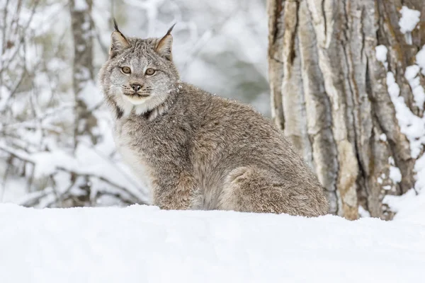 Bobcat στο χιόνι — Φωτογραφία Αρχείου