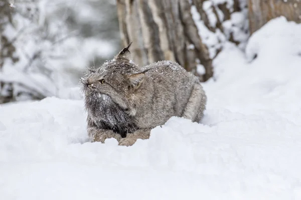 Bobcat im Schnee — Stockfoto