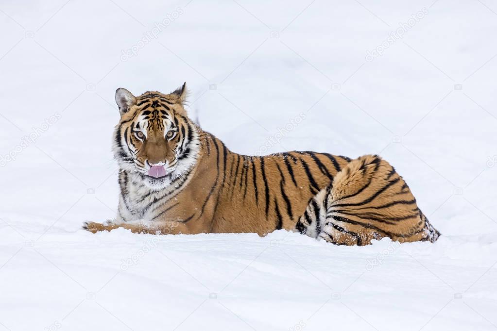 A Bengal Tiger In The Snow
