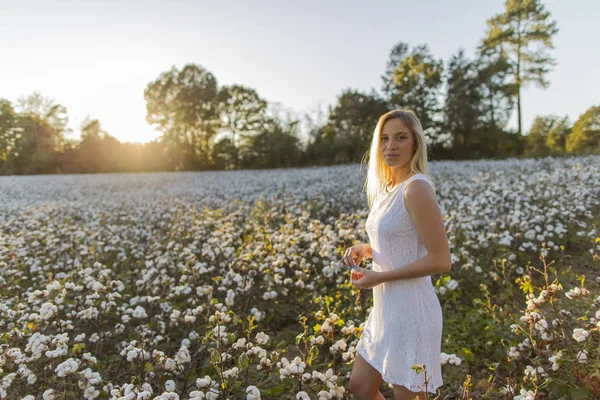 Blonde Model poseren in openlucht op een gebied van katoen — Stockfoto