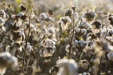 Pamuk alan gün batımında