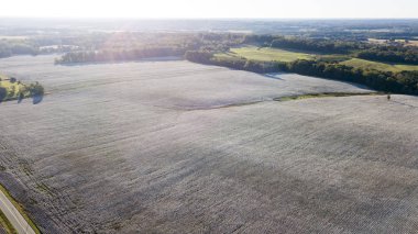 Pamuk alan gün batımında