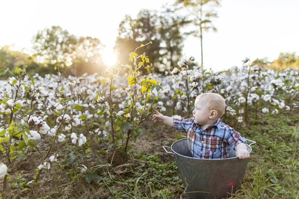 Menino pequeno em um campo de algodão ao pôr do sol — Fotografia de Stock