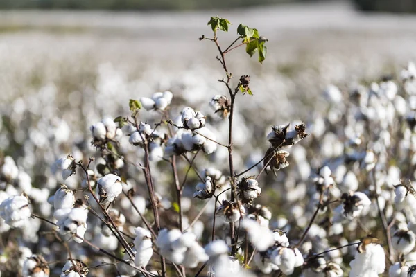 Campo de algodón al atardecer — Foto de Stock