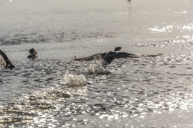 Sabah ışığının tadını su kuşları