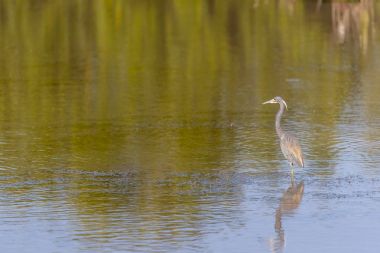 Sabah ışığının tadını su kuşları
