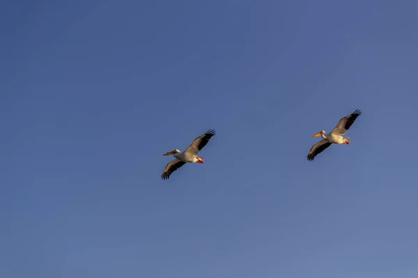 Aves acuáticas disfrutando de la luz de la mañana — Foto de Stock