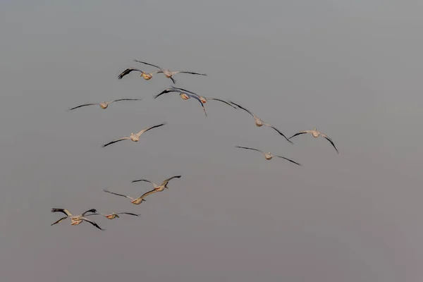 Uccelli acquatici godendo la luce del mattino — Foto Stock