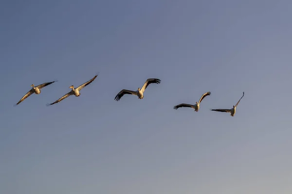 Aves aquáticas desfrutando da luz da manhã — Fotografia de Stock