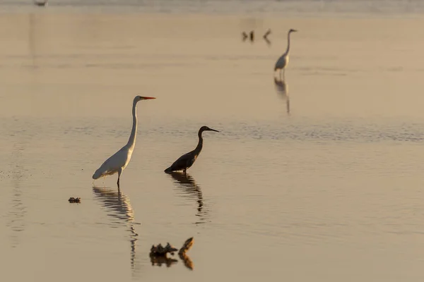 Waterfowl Enjoying The Morning Light