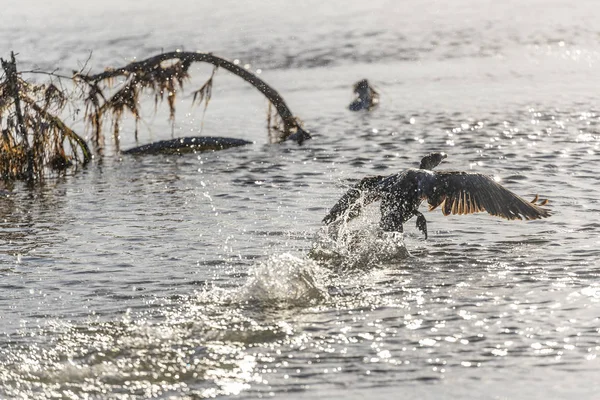 Aves aquáticas desfrutando da luz da manhã — Fotografia de Stock