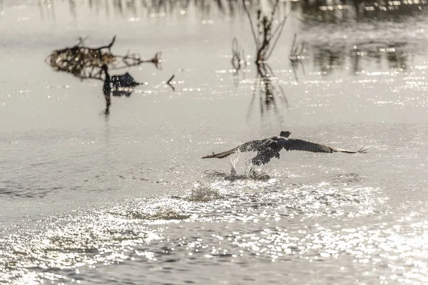 Wasservögel genießen das Morgenlicht — Stockfoto