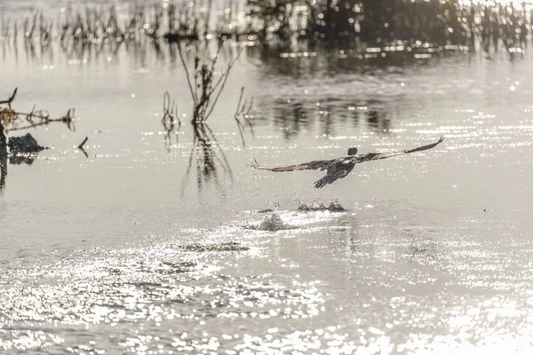 水禽享受清晨的阳光 — 图库照片