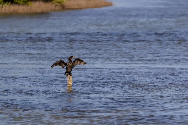 Aves aquáticas desfrutando da luz da manhã — Fotografia de Stock