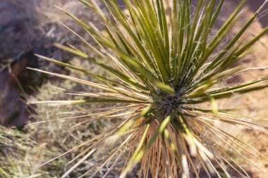 Amerikan Southwest güzel kaya oluşumları