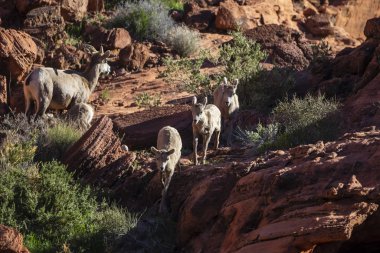 Amerikan Southwest güzel kaya oluşumları
