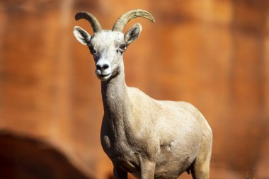 Amerikan Southwest güzel kaya oluşumları