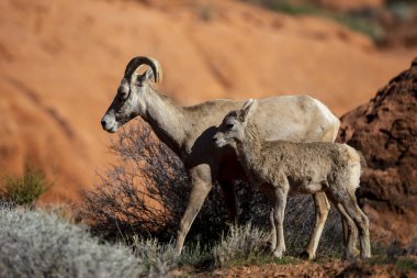 Amerikan Southwest güzel kaya oluşumları