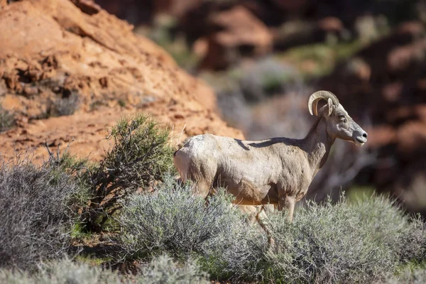 Belles formations rocheuses dans le sud-ouest américain — Photo