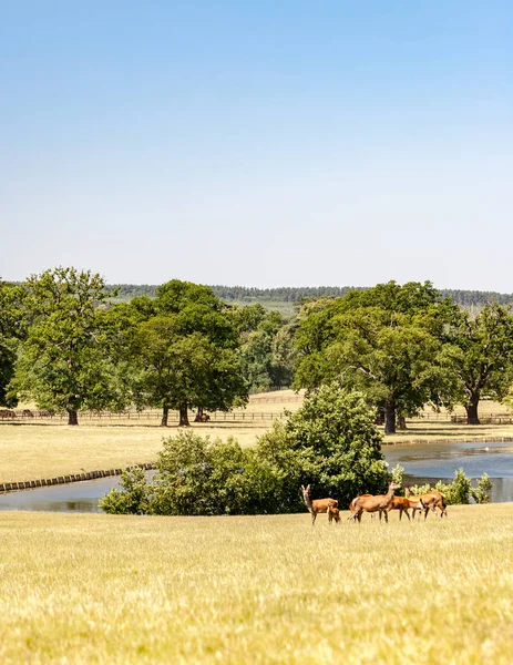 Deer in the English Countryside