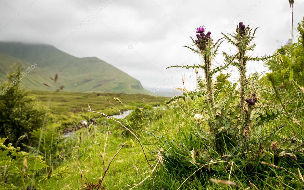 The Scottish Thistle and the Highlands, Scotland — Stock Photo © pxl