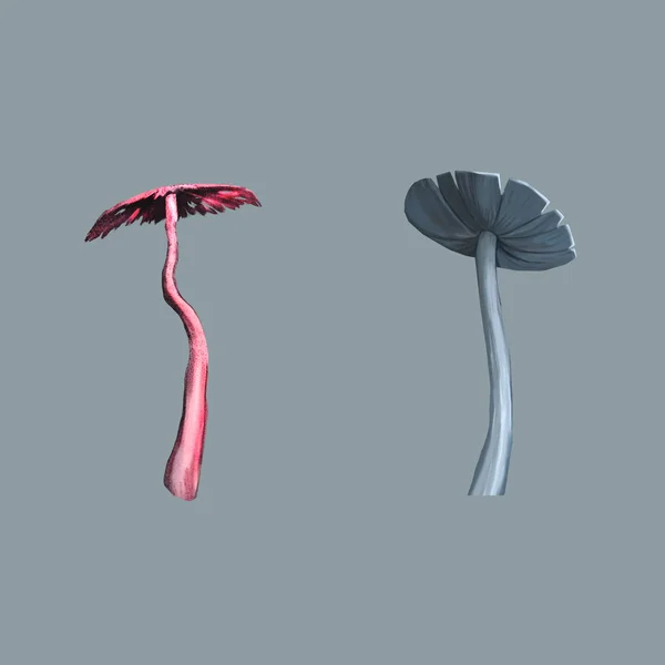 Illustrazione dei funghi. Il modello di fungo non è adatto per il cibo . — Foto Stock