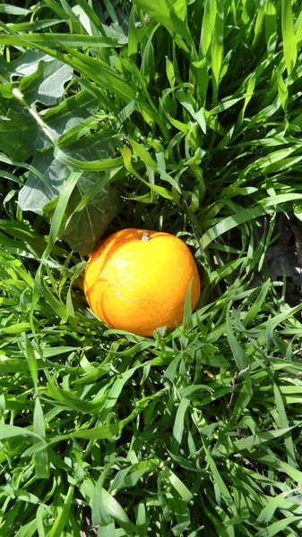 Mandarinas en hierba verde. En un día soleado brillante, se hacen fotos de mandarinas. . — Foto de Stock