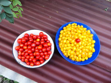 Küçük kırmızı ve sarı domates yemekleri. Bir fincan genç domates.