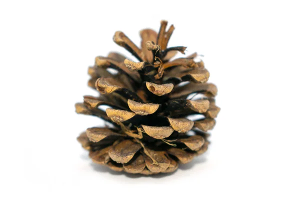 Foto av spruce kottar. För dekoration, dekoration för det nya året. — Stockfoto