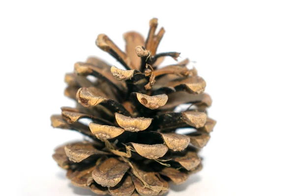 Foto av spruce kottar. För dekoration, dekoration för det nya året. — Stockfoto