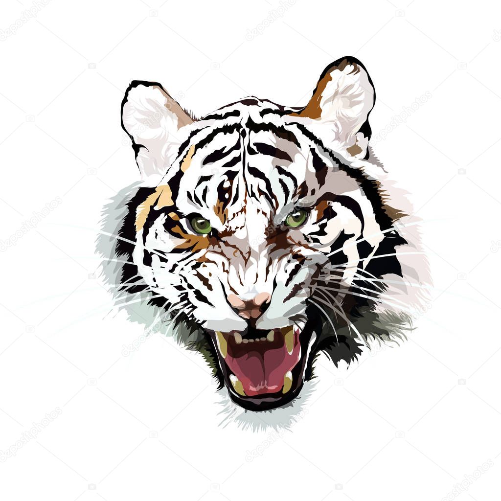 Vector head of a tiger.