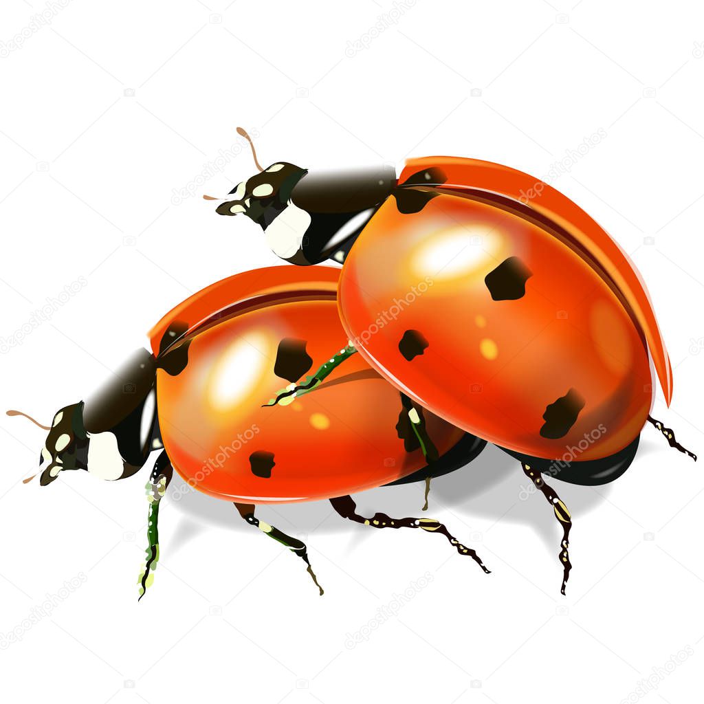 Vector image of ladybirds.