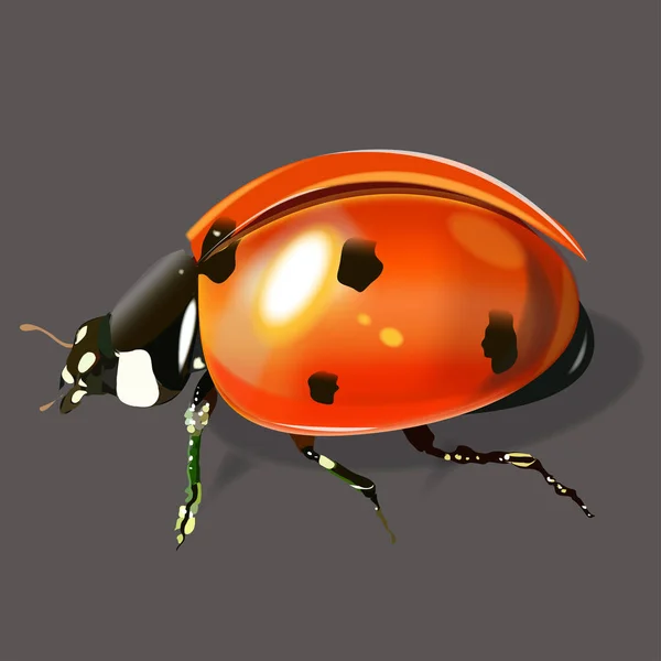 Une coccinelle réaliste . — Image vectorielle