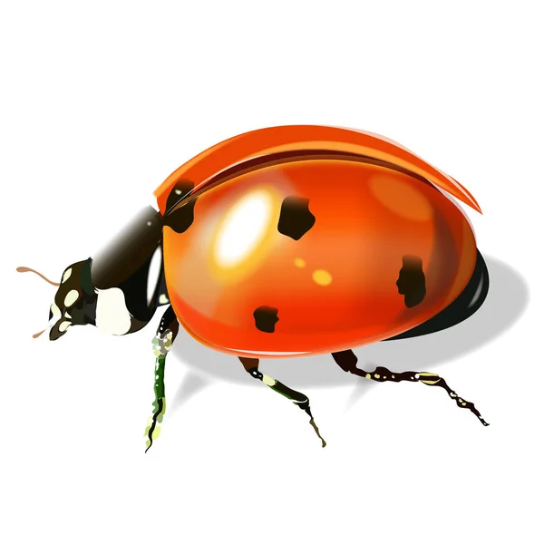 A realistic ladybug. — Stock Vector