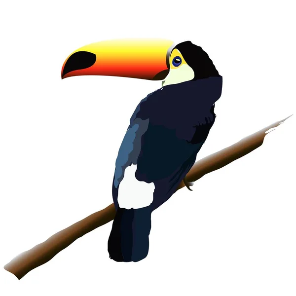 Ilustración de un tucán de ave . — Vector de stock