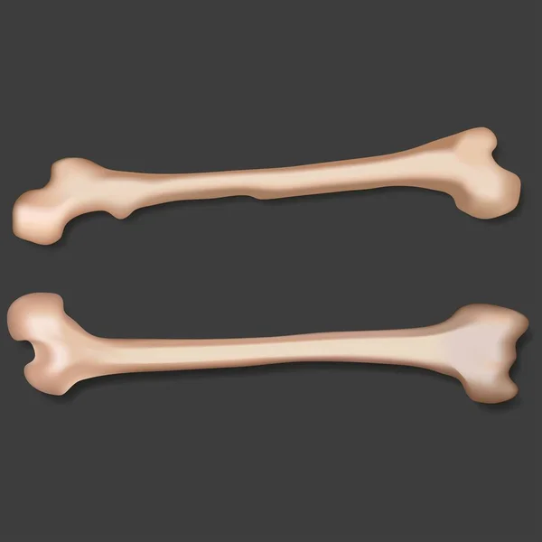 Illustration de deux os . — Image vectorielle