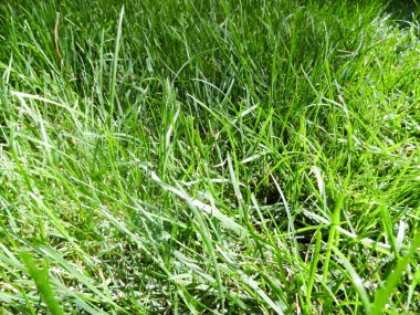 Yeşil çimen fotoğrafı.