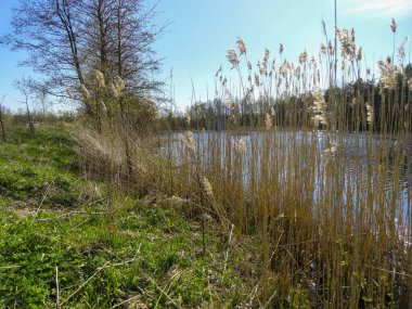 Göl, göl, balıkçılık. Balık tutmak için bir yer. Sessiz, sakin göl, dönen balıkçılık süreci.