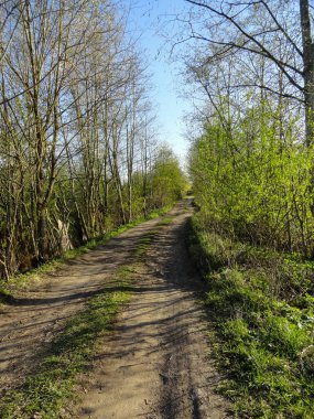 Bir köy yolunun fotoğrafı. Ormandaki patika. Dünya yolu.