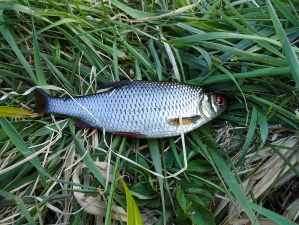 Fotografía Del Proceso Pesca Peces Rudd Coger Rudd Lago — Foto de Stock