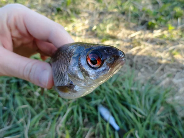 Photograph Fishing Process Rudd Fish Catching Rudd Lake — Stock Photo, Image