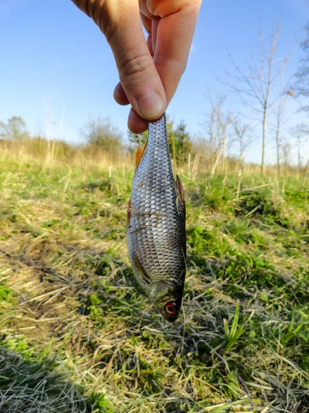 Fotografia Processo Pesca Peixe Rama Pegando Leme Lago — Fotografia de Stock